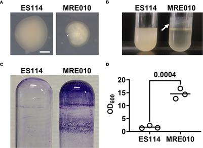 Inhibition of biofilm formation by a lipopolysaccharide-associated glycosyltransferase in the bacterial symbiont Vibrio fischeri